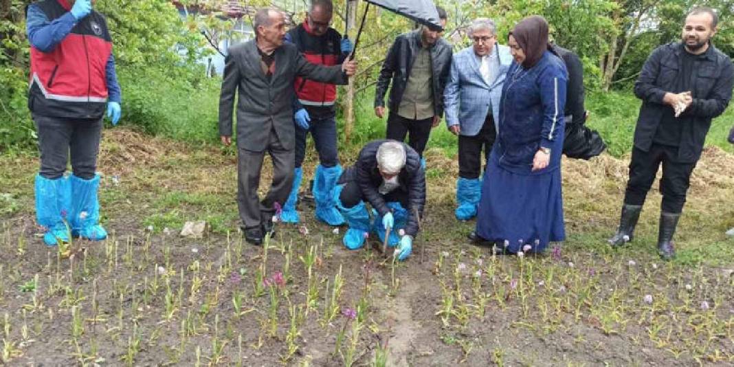 Doğa yürüyüşünde dikkatini çekti, üretmeye karar verdi! İlk hasatta 600 kg ürün aldı 2